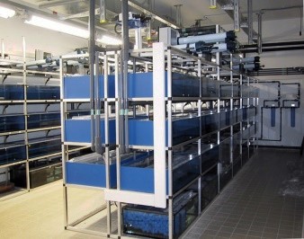Xenopus racks with fine filters on top and biofilters on the bottom (In the background of this picture: carbon filters mounted on the wall)