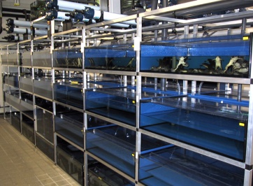 Xenopus racks with fine and UV filters on top